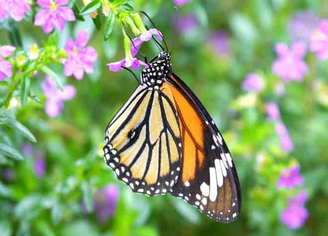 �X�W�O���J�o�}�_��